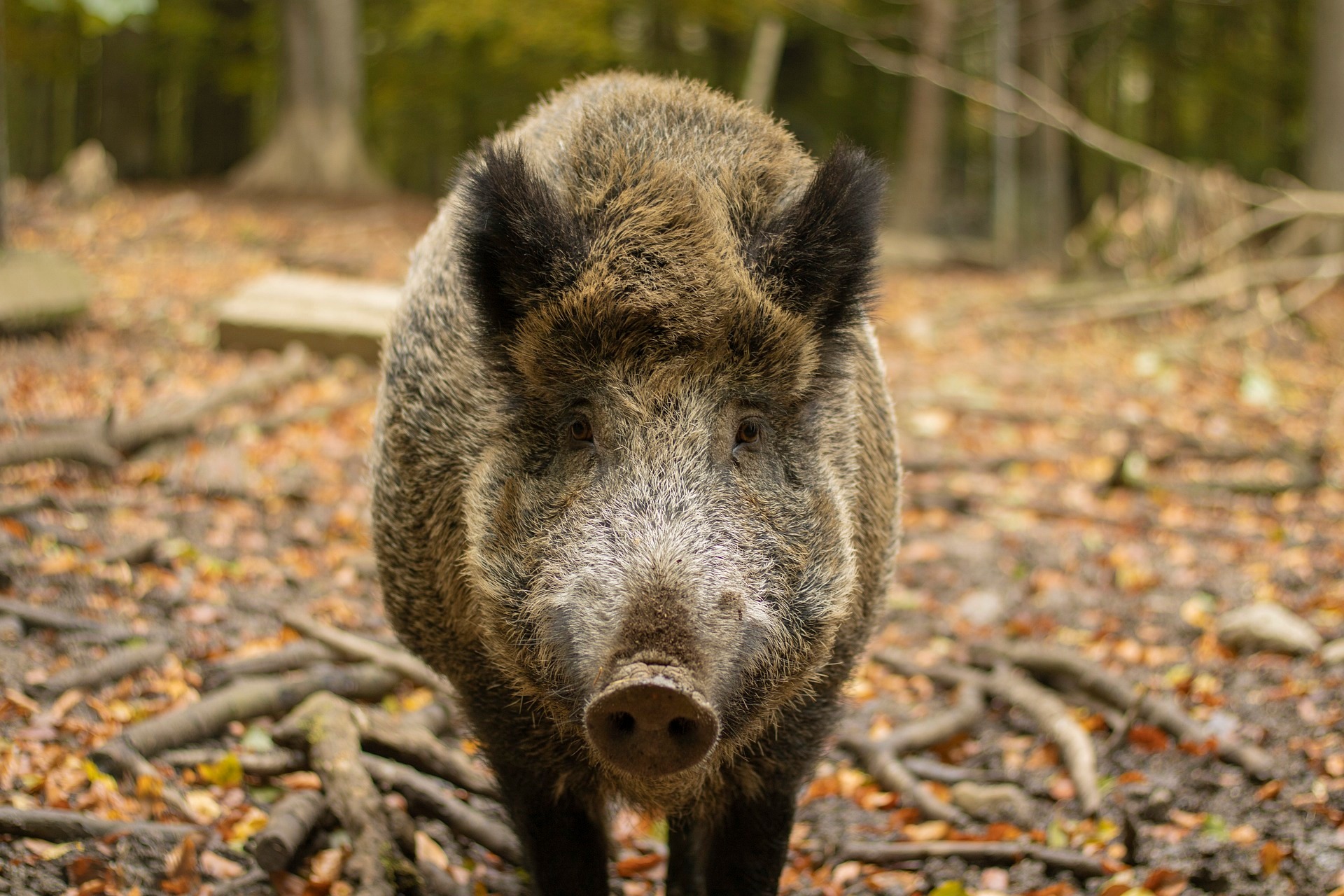 Wildschwein