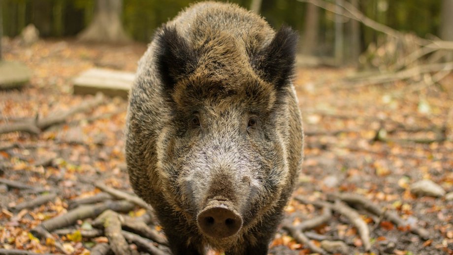 Wildschwein