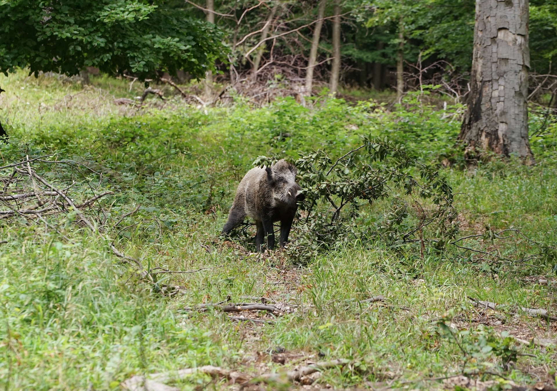 Ein Wildschwein auf einer Lichtung im Wald.