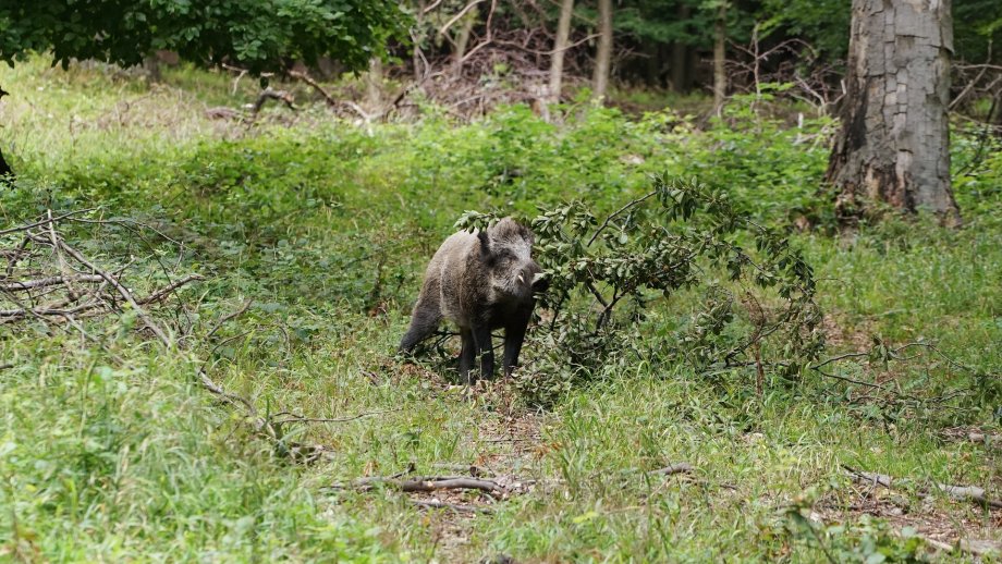 Ein Wildschwein auf einer Lichtung im Wald.