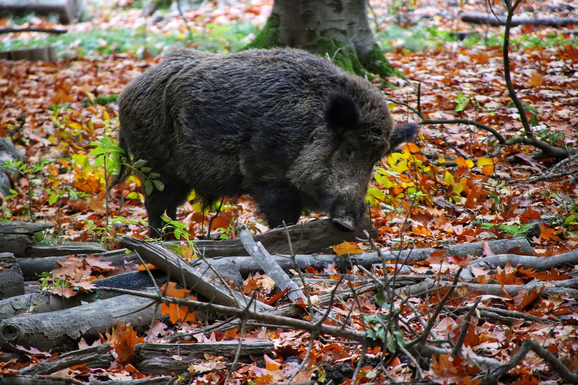 Ein Wildschwein im Wald.