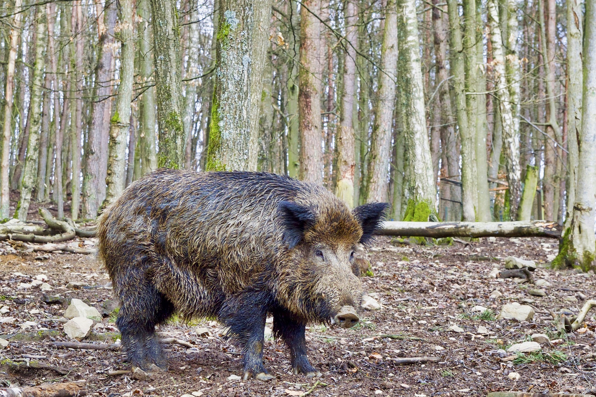 Ein Wildschwein im Wald.