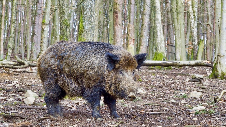Ein Wildschwein im Wald.