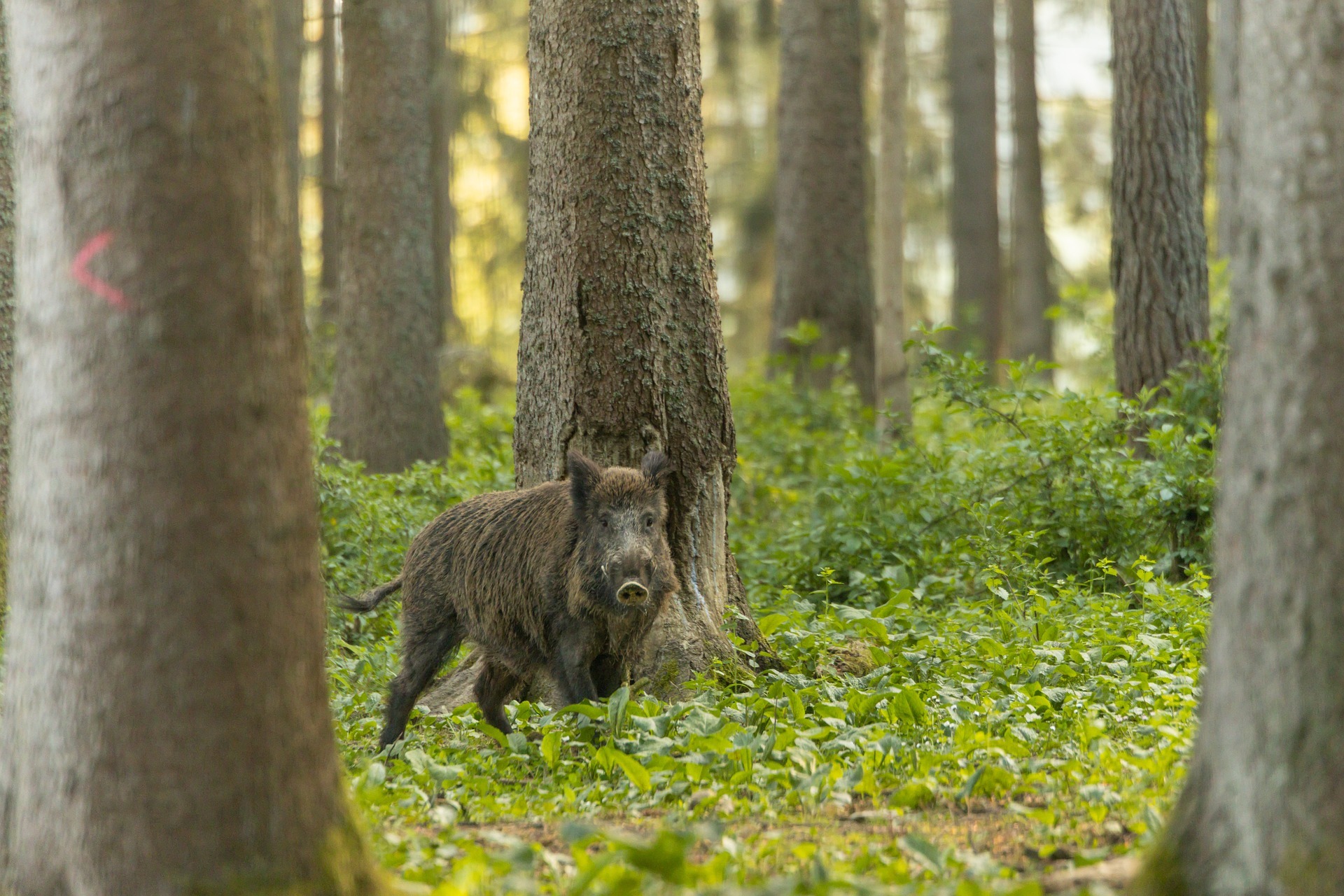 Ein Wildschwein im Wald.