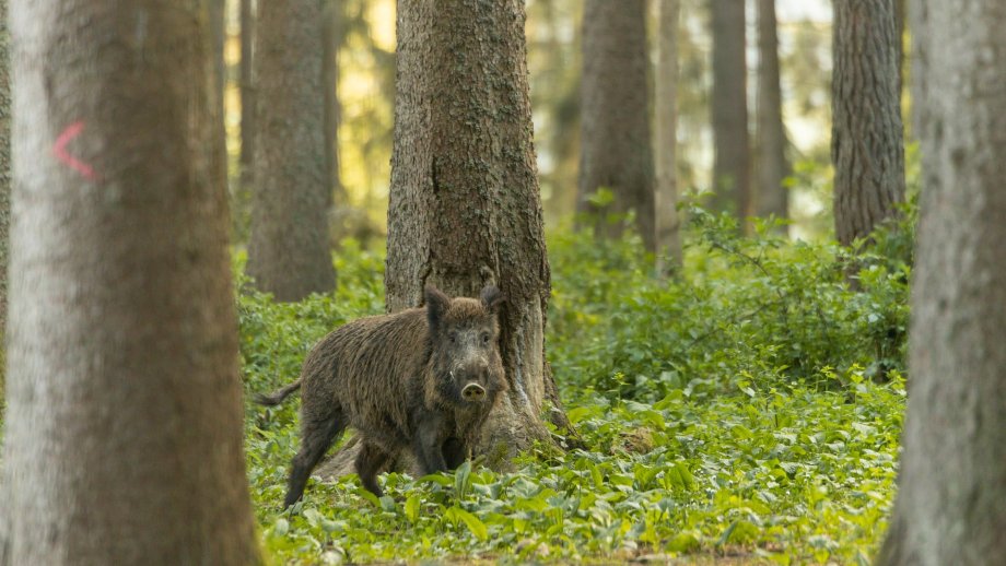 Ein Wildschwein im Wald.
