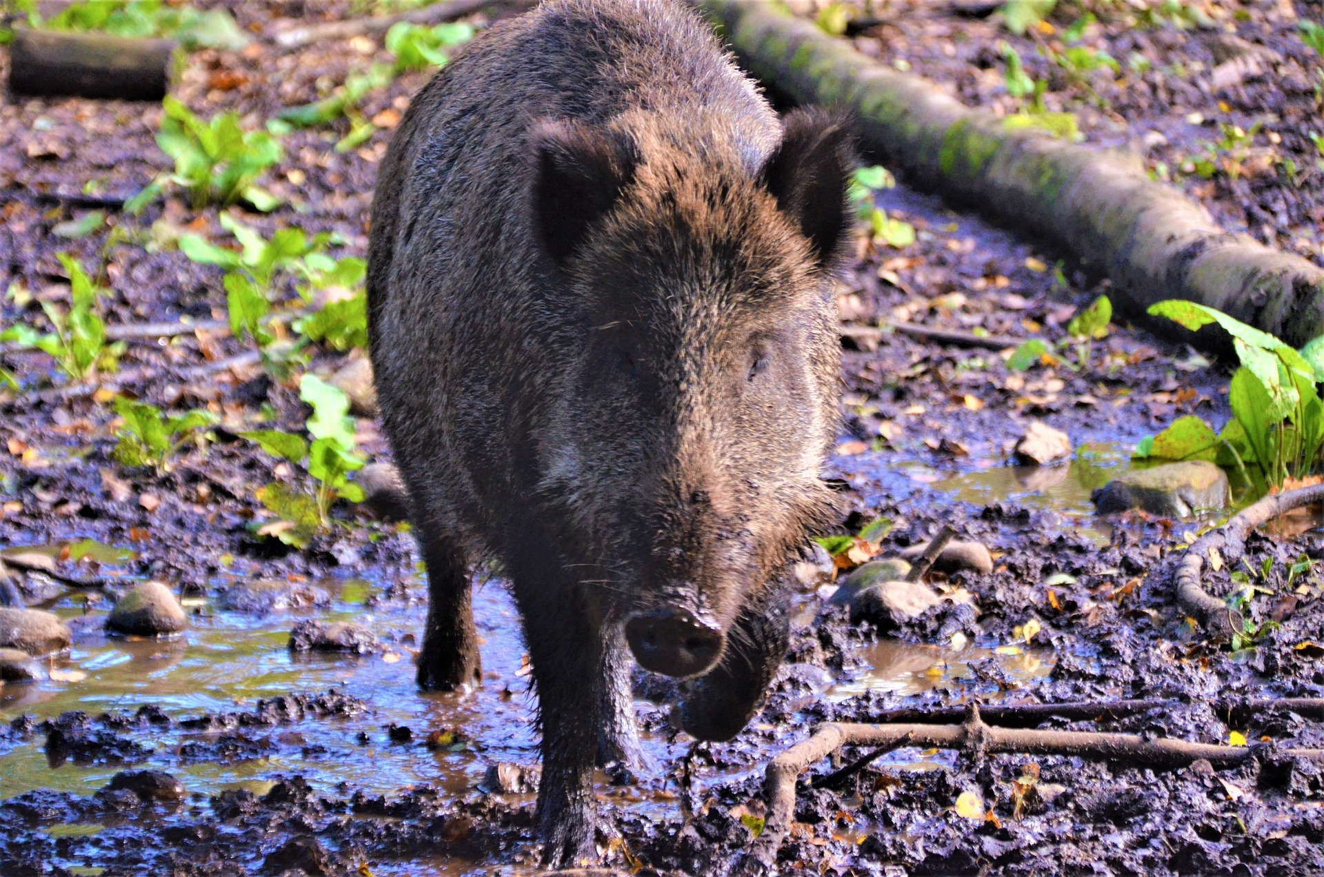 Ein Wildschwein im Wald.