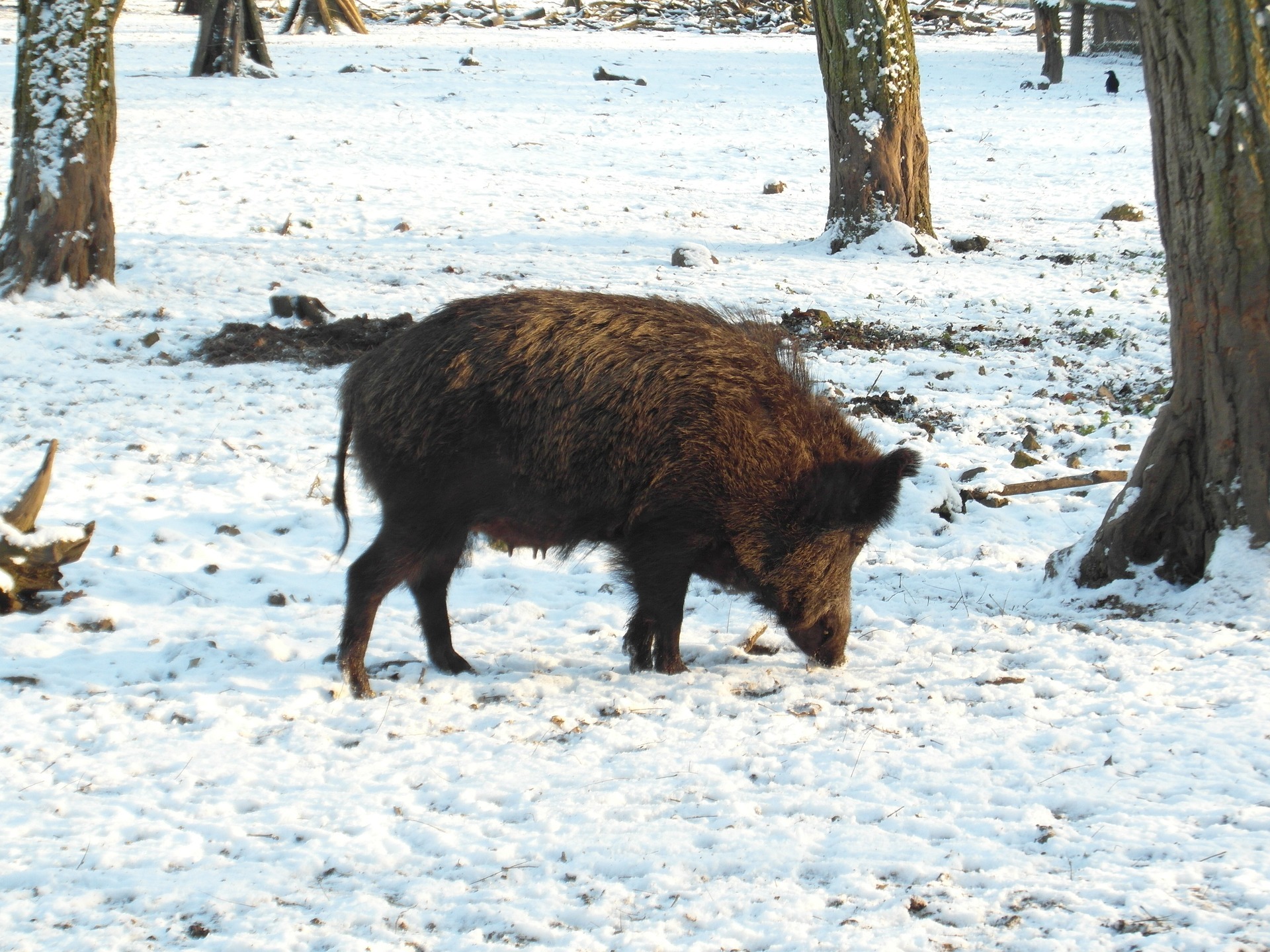 Ein Wildschwein läuft im Wald über schneebedeckten Boden