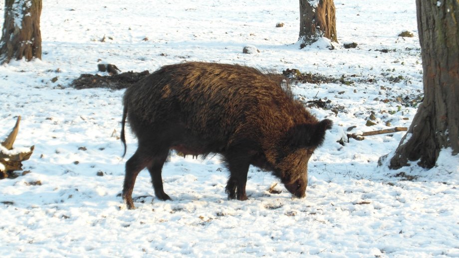 Ein Wildschwein läuft im Wald über schneebedeckten Boden