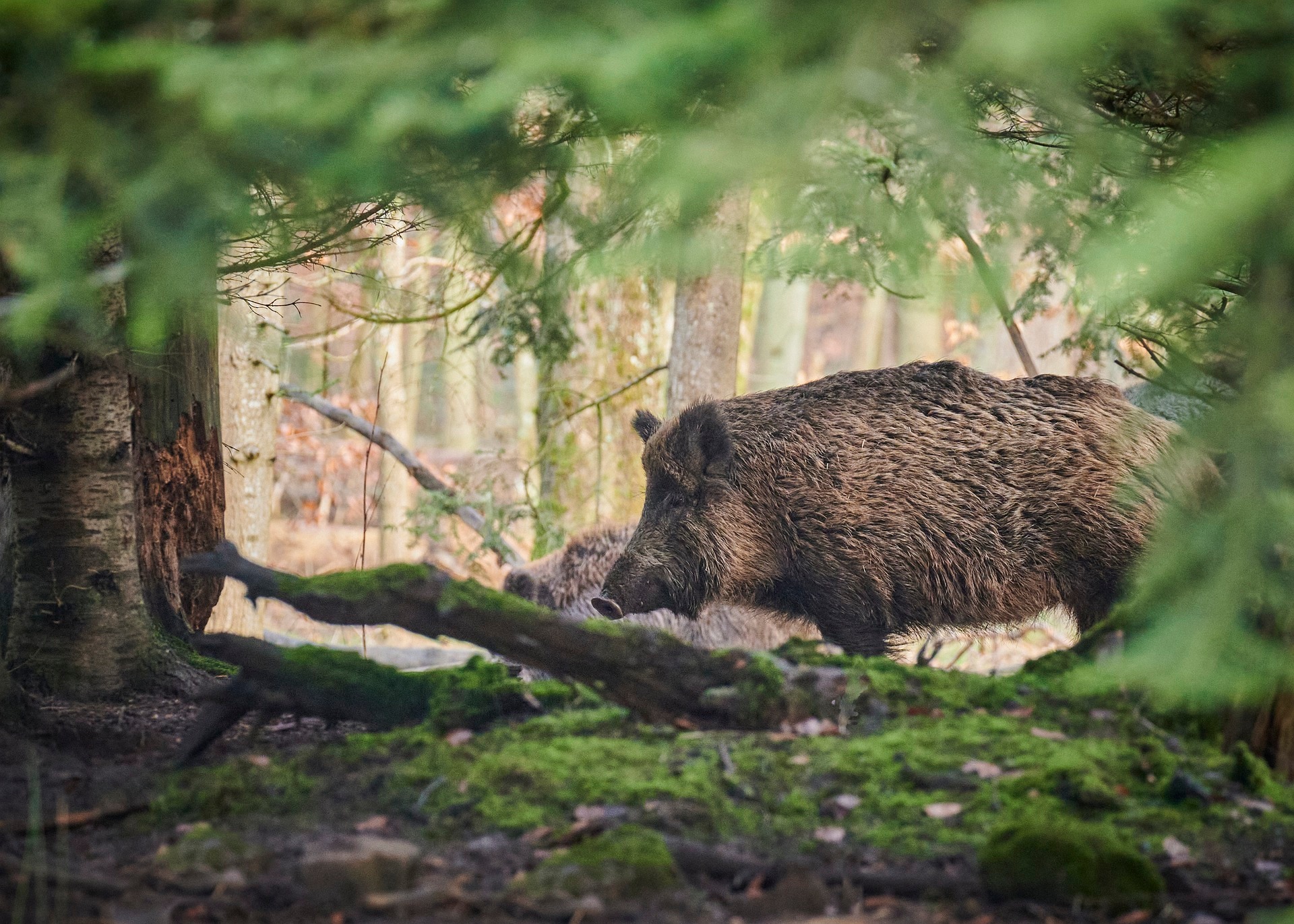 Zwei Wildschweine im Wald, umgeben von Nadelbäumen. 