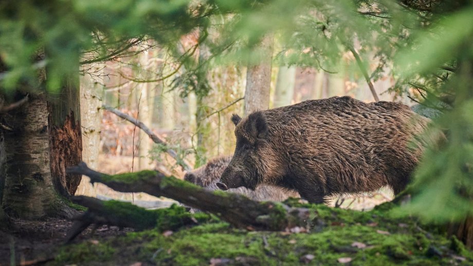 Zwei Wildschweine im Wald, umgeben von Nadelbäumen. 