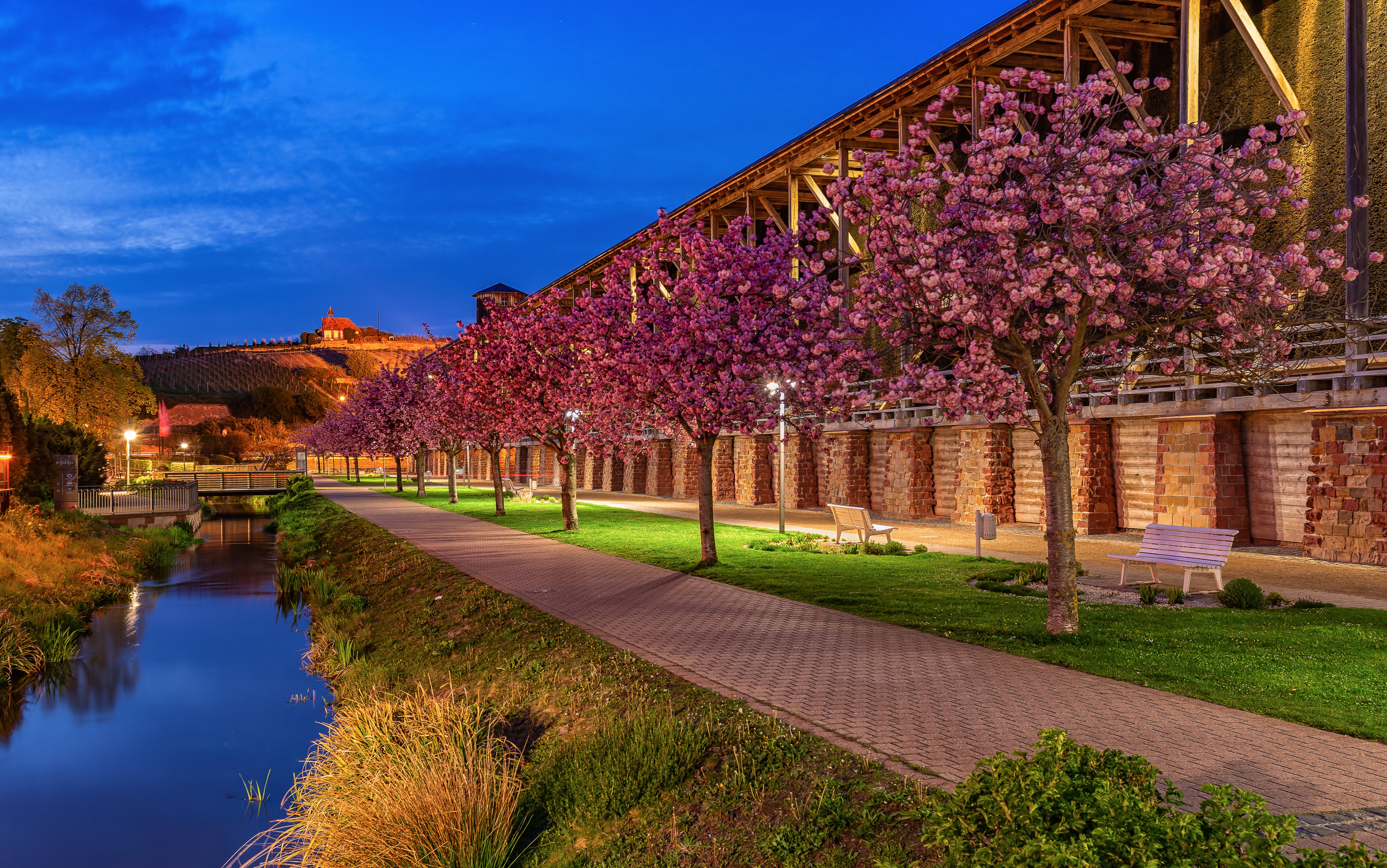 Blühende Mandelbäume an der Saline Bad Dürkheim