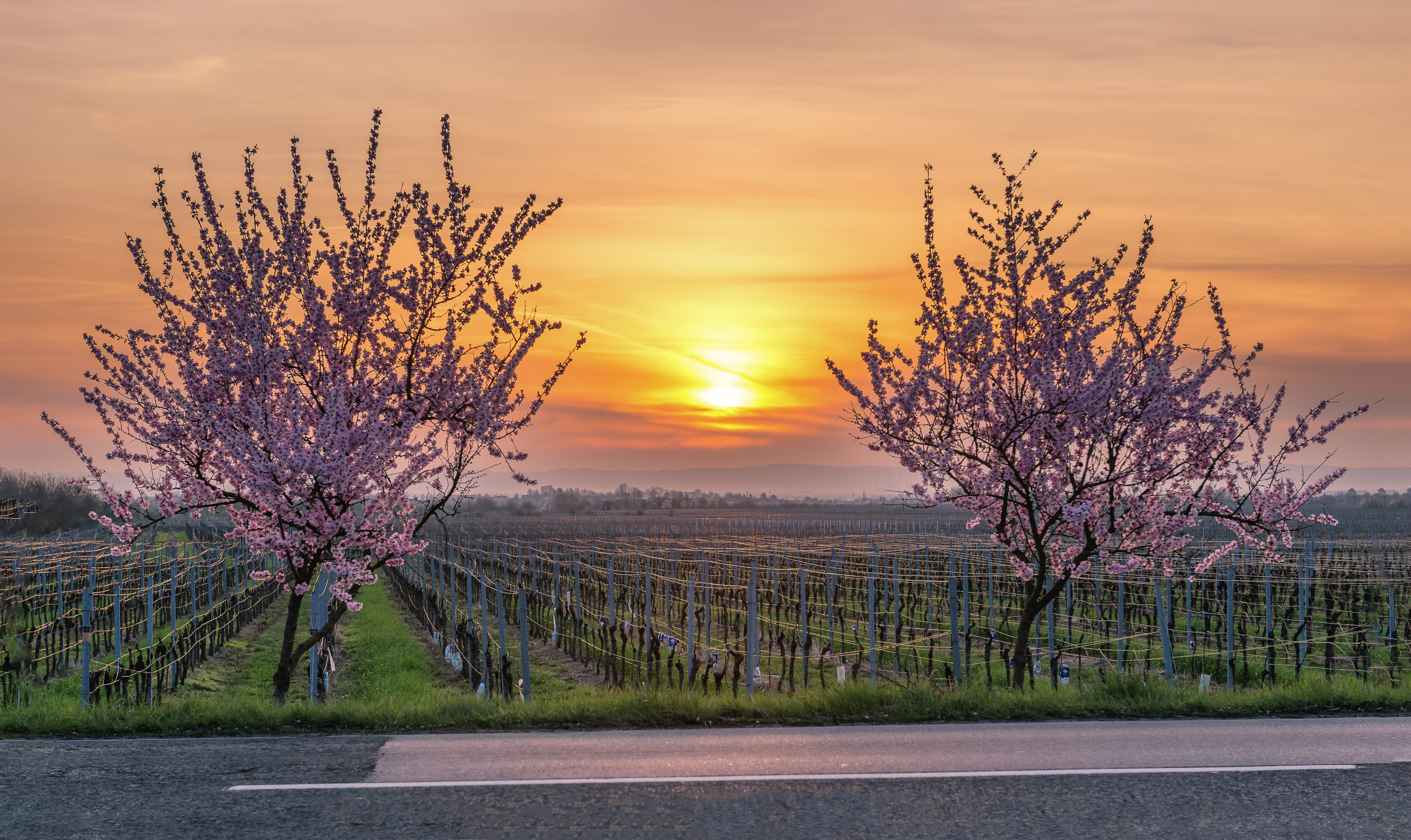 Blühende Mandelbäume vor Sonnenaufgang