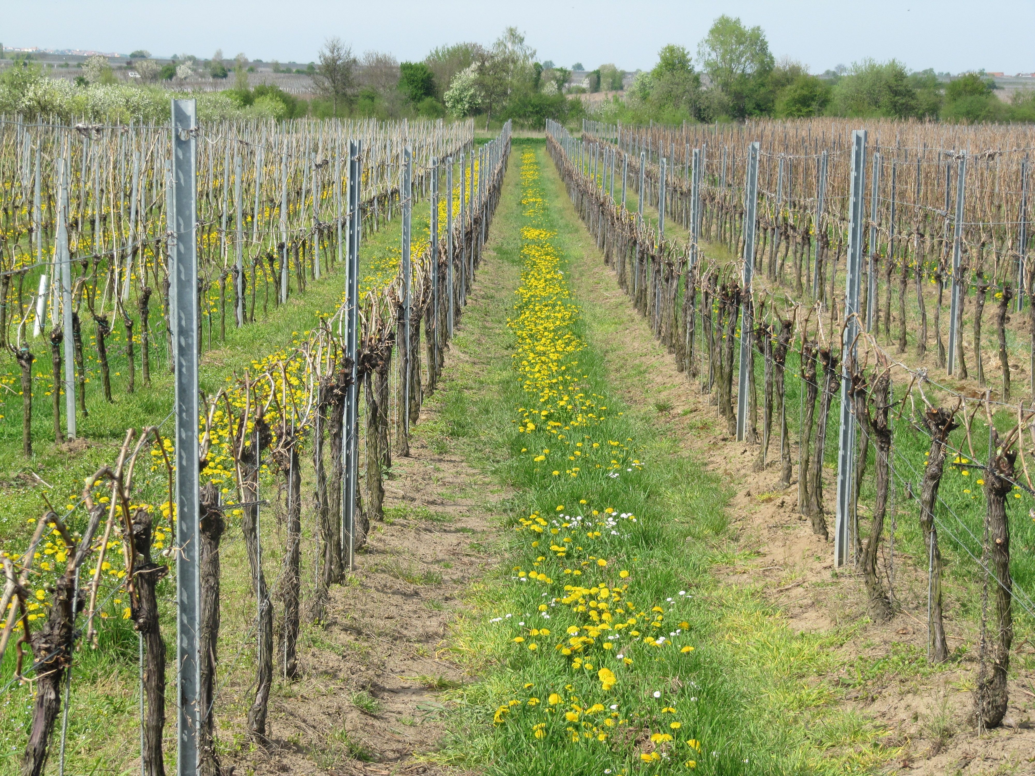 Rebenzeilen im Frühling