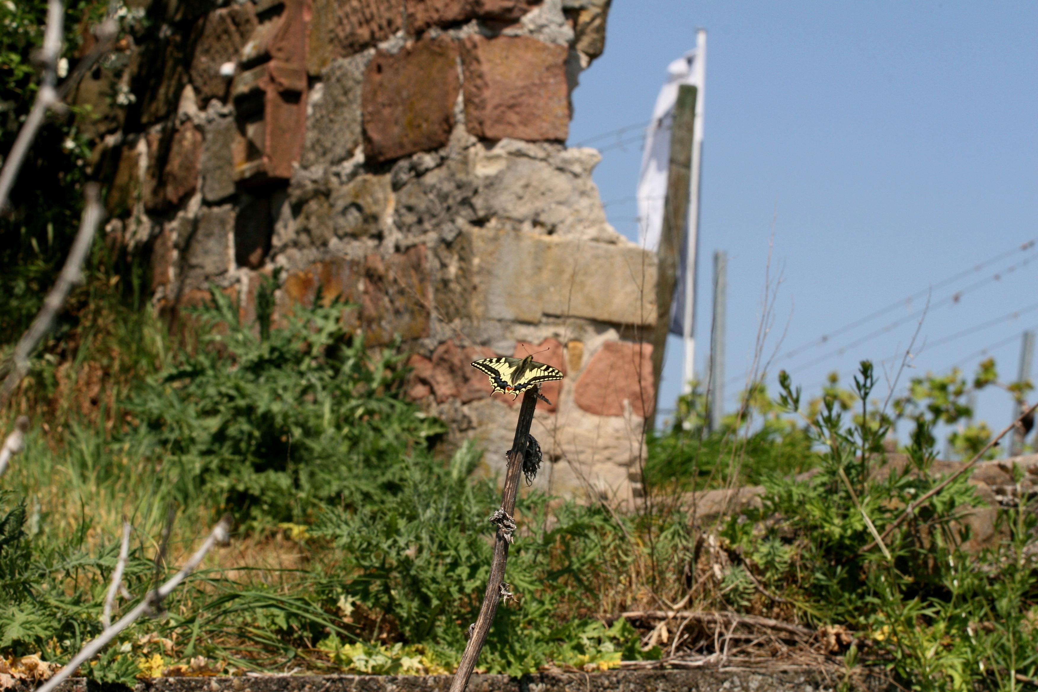 Schmetterling sitzt auf Wiese vor Steinen