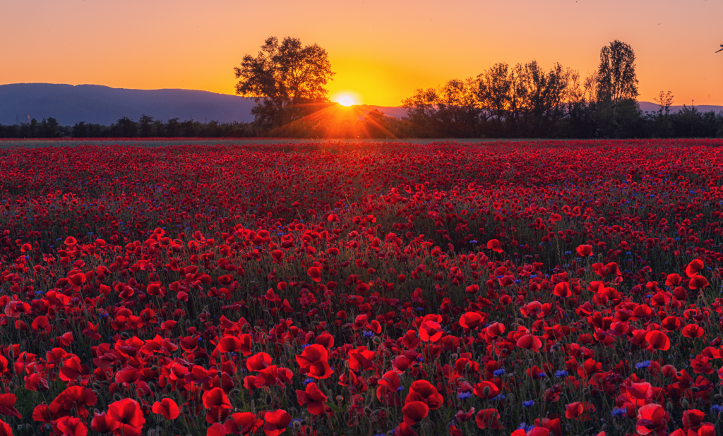 Mohnfeld im Sonnenuntergang