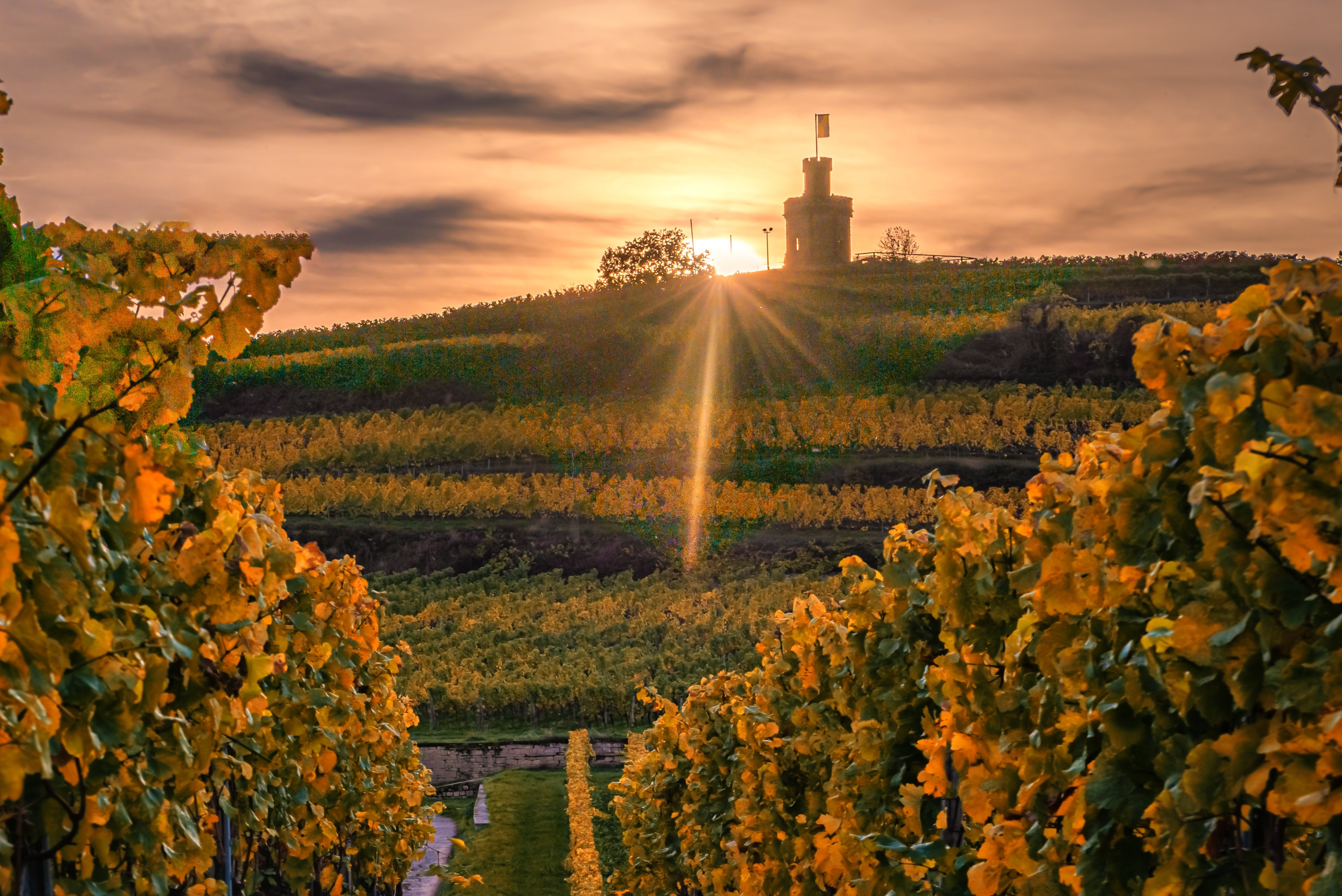 Reben in Herbst, im Hintergrund der Flaggenturm Bad Dürkheim, Sonnenuntergang