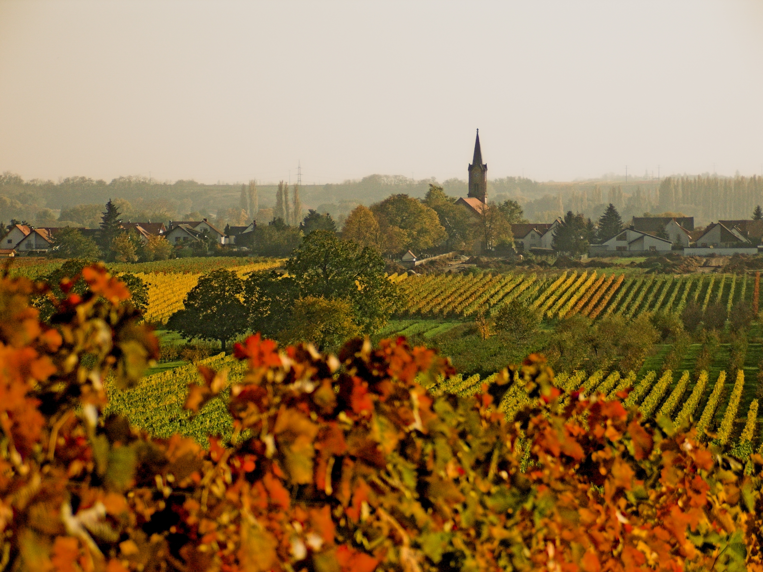 Blick auf Erpolzheim im Herbst