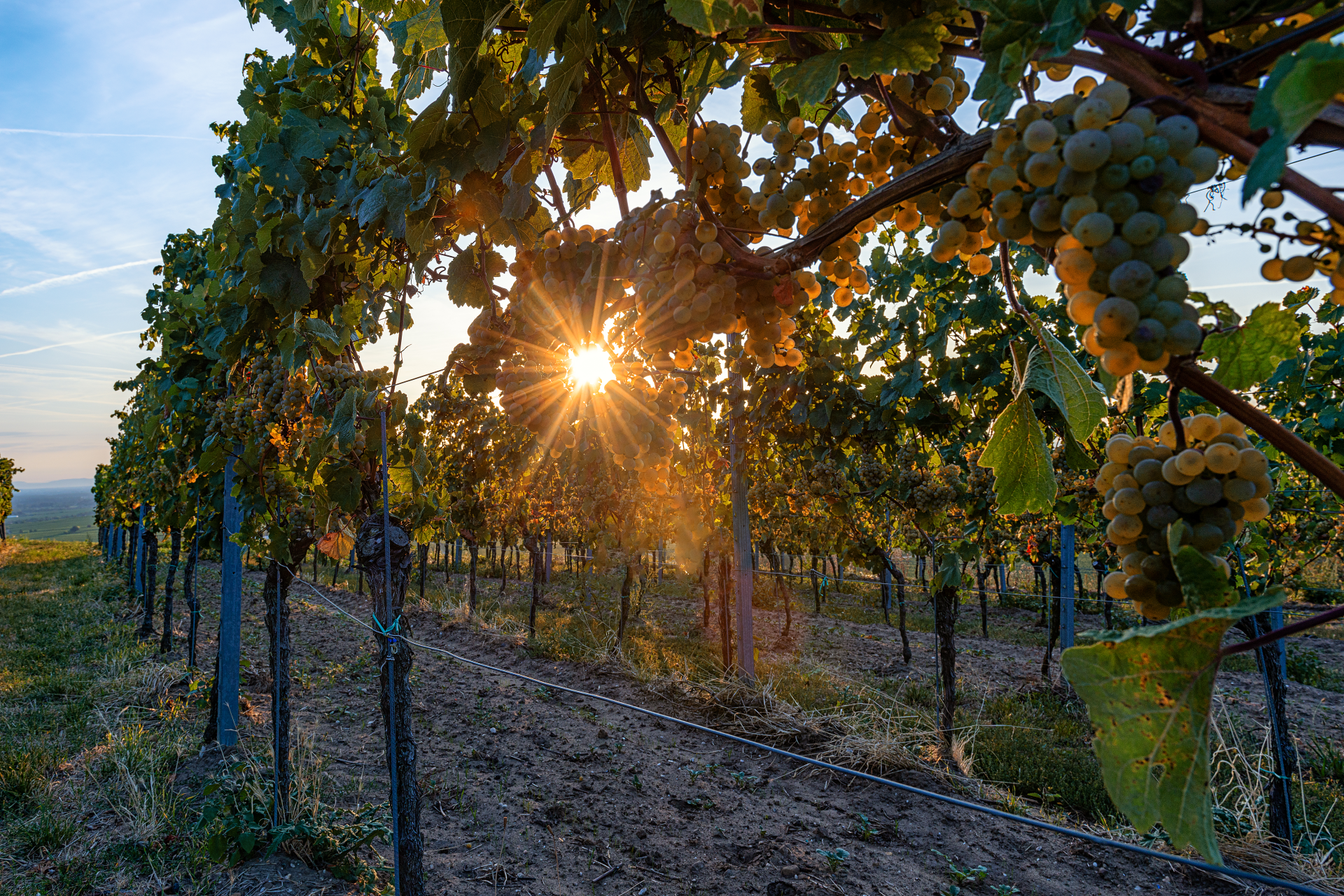 Blick durch die Reben auf den Sonnenuntergang