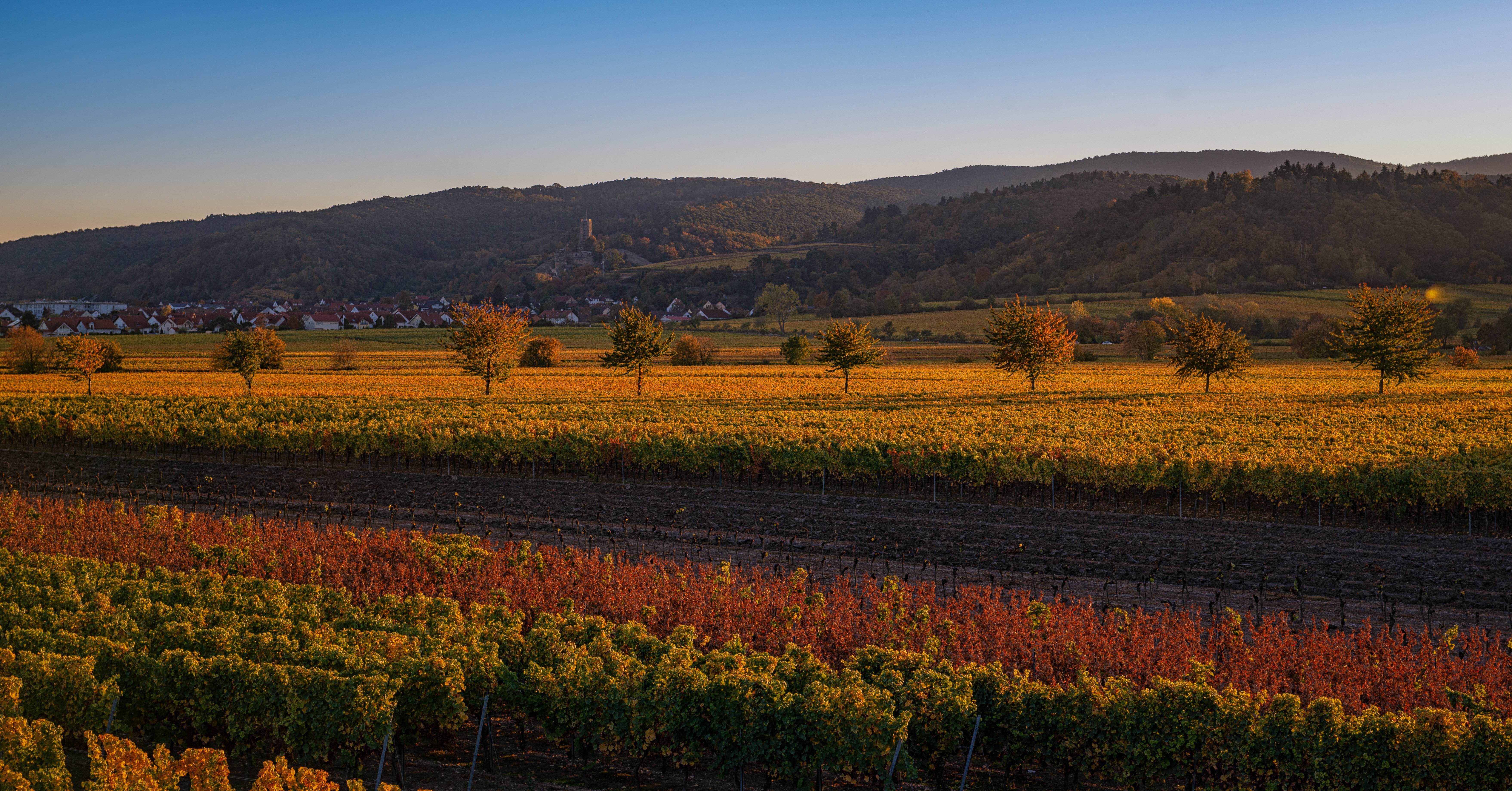 Haardtrand im Herbst, bunte Reben, im Hintergrund die Wachtenburg Wachenheim