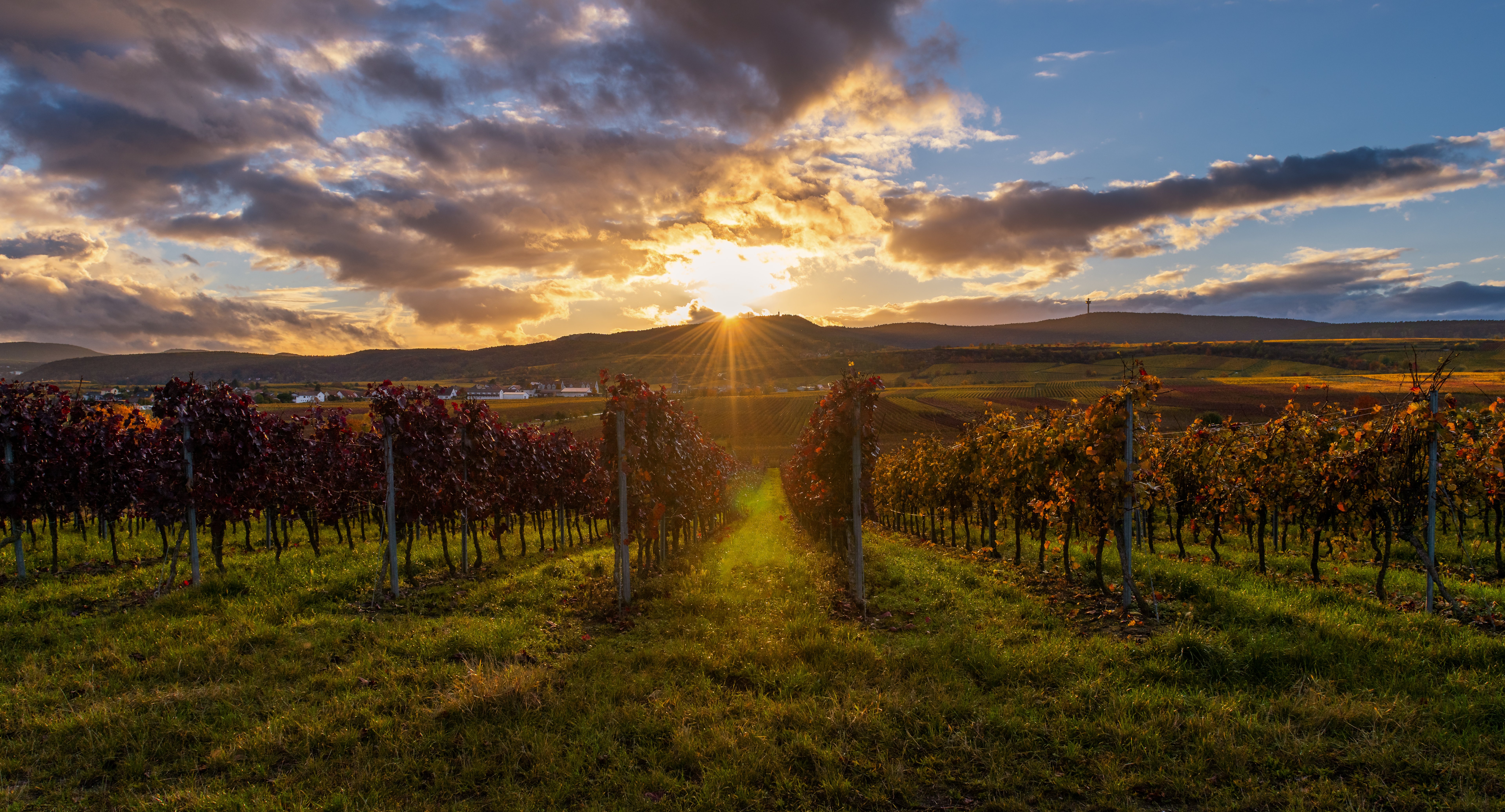 Weinreben Sonnenuntergang