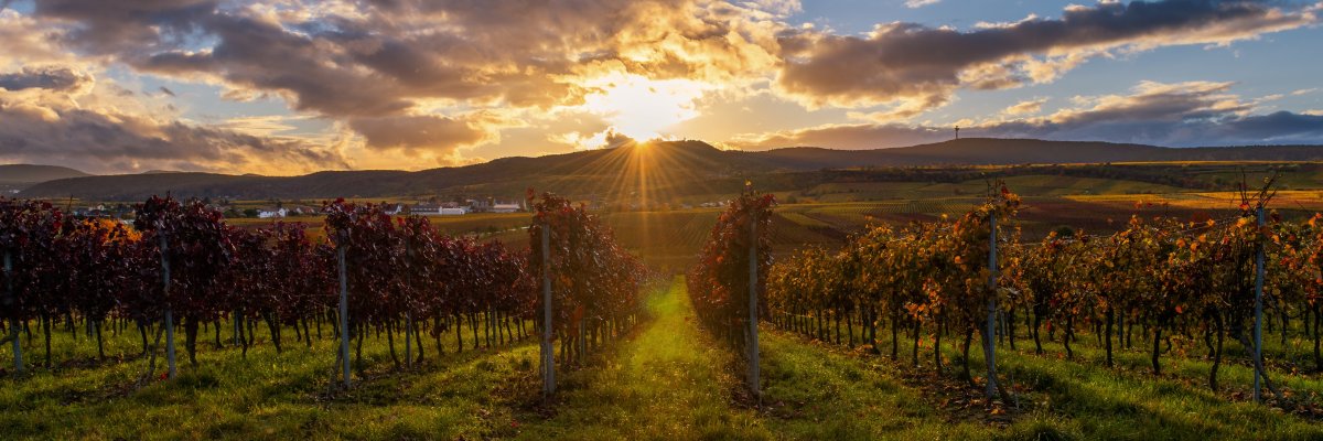 Weinreben Sonnenuntergang