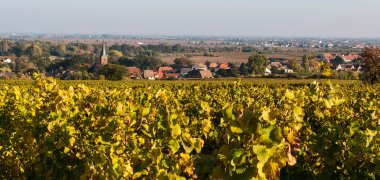 Panoramabild der Gemeinde Forst über Weinbergszeilen hinweg fotografiert. 
