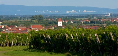 Ein Blick über die Weinberge nach Niederkirchen.  Im Vordergrund Weinbergszeilen, dahinter die Dachsilhouette des Ortes. 