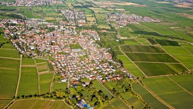 Luftaufnahme von Deidesheim, grüne Rebflächen und Dächer. 