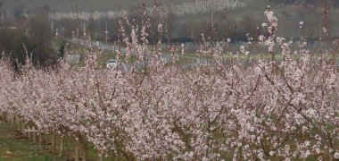 Rosa blühende Mandelbäume im Vordergrund. Dahinter die Dächter von Herxheim am Berg. 