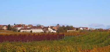 Herbstlich gefärbte Weinbergszeilen, dahinter Herxheim am Berg. 