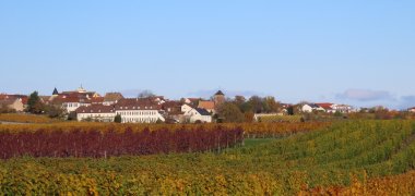 Herbstlich gefärbte Weinbergszeilen, dahinter Herxheim am Berg. 
