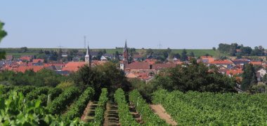 Blick auf Weisenheim am Sand von Süden her aufgenommen. Im Vordergrund Weinbergszeilen, im Hintergrund das Dorf, dahinter blauer Himmel. 