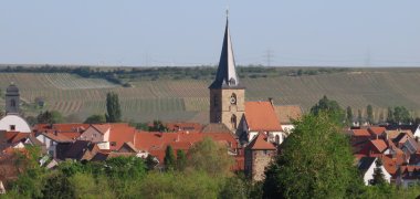 Blick auf Freinsheim mit der protestantischen Kirche. Im Vordergrund Bäume, im Hintergrund Reben. 