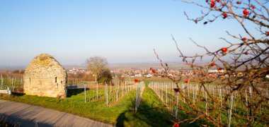 Ortsansicht von Bockenheim mit Weinbergen im Vordergrund links ein Trullo, rechts Äste eines knospenden Baumes. 
