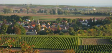Luftaufnahme von Obrigheim mit Weinbergen im Vordergrund. 